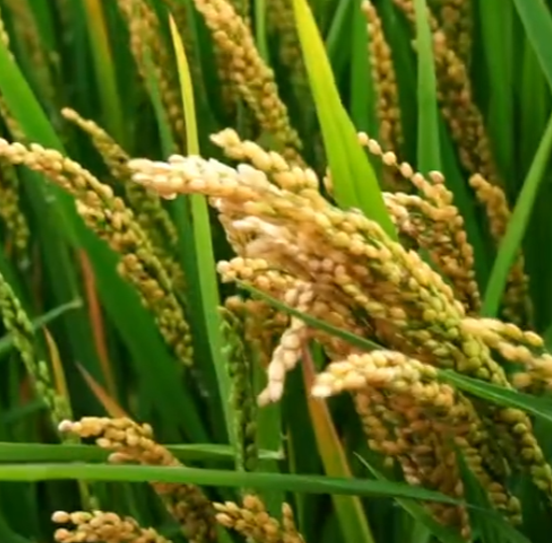 龍粳1823經銷商分享現場