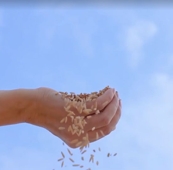 龍軍米業(yè) 秋田小町